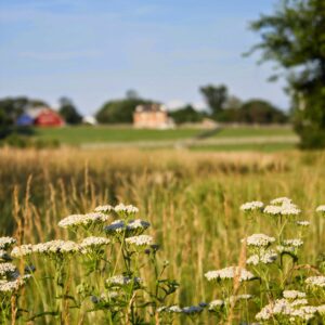 photo Queen Anne's Lace - Taken at the golden hour on the wildflower trail on June 23, 2014 by Jessica Foster'