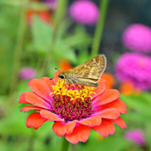 photo Zinnias in the Garden - Taken in the garden area of Kinder Farm Park on August 29, 2014 by Kathleen Nutter
