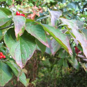 photo Berries for Fall - Taken in Kinder Farm Park on October 4, 2014 by Paula E. Connor