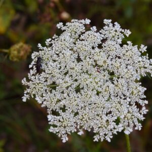 photo Lovely Lace - Taken at the edge of thr lawn between the playground and the pavilion on October 18, 2014 by Linda S. Hall