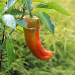 photo Pepper Plant - Taken in the Kitchen Garden on October 3, 2014 by Janel Rollin