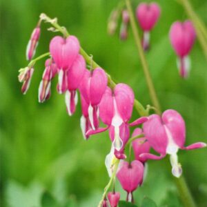 photo Bleeding Heats - Taken in the Woodland Gardens on May 2, 2014 by Karen Schoenh