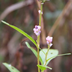 photo Little Purple Flower - Taken along the Blackberry Path on October 20, 2014 by Martin Veloso
