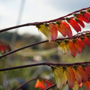 photo Simplicity - Taken at the Community Gardens on June 13, 2014 by Madison Gibson