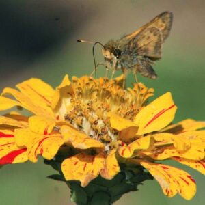photo Flor - Taken at the Community Gardens on October 2014 by Kristyna Kishiyam