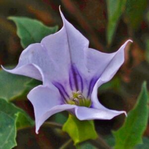 photo Angel's Trumpet - Taken at the end of one of the Kinder Farm Park trails on August 13, 2014 by Matthew Beziat