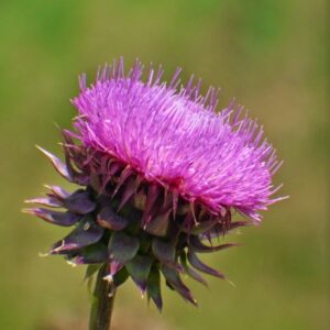 photo Thistle - Taken along one of the Kinder Farm Park trails on June 25, 2014 by Matthew Beziat