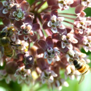 photo Attraction - Taken at the Community Gardens on July 5,2014 by Martin McCann