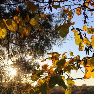 photo Tree in Sunlight - Taken by the barns on October 26, 2014 by Will Mumford
