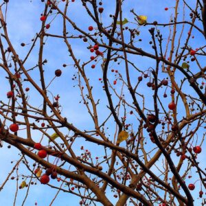 photo A Fruit Tree - Taken along Gali Sanchez Way on October 28, 2014 by Chuck Kozub
