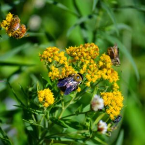 photo Bug Buzz - Taken near walking path on September 27, 2014 by Dina Malkiewicz