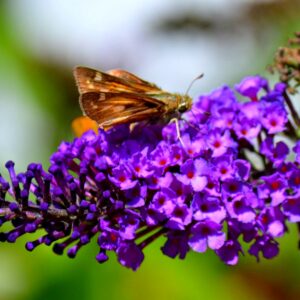 photo Purple Passion - Taken near walking path on September 27, 2014 by Dave Malkiewicz