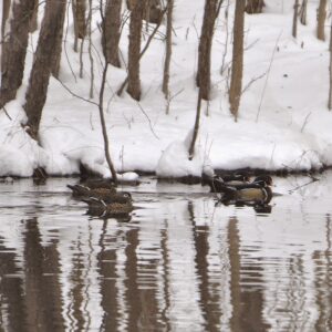 photo Winter on the Pond - Taken at Cattail Pond on March 17, 2014 by Sharon Bloomfield