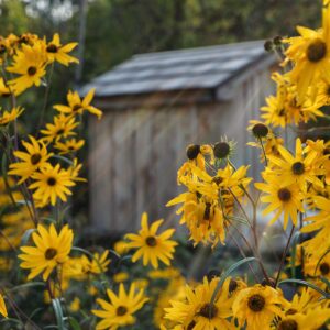 photo Home - Taken at the Community Gardens on September 25, 2014 by Madison Gibson