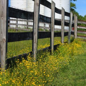 photo Follow the Buttercups - Taken by the silos on June 1, 2014 by Jeffrey Kozub