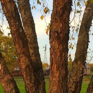 photo The Windmill - Taken along Gali Sanchez Way on October 28, 2014 by Chuck Kozub