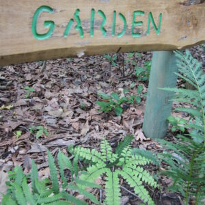 photo Maiden Hair Fern in the Woodland Gardens - Taken on July 6, 2015 by Bonnie Pavlak