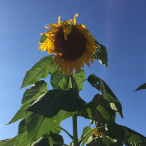 photo Sunflower in the Sky - Taken in the Apprentice Garden on August 19. 2015 by Kimberly Briggs