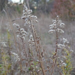 photo Spring Silence - Taken along the Blackberry Trail in March 2015 by Melinda Myers