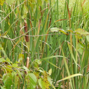 photo Cat Tails - Taken along the Kinder Farm Park path on September 29, 2015 by Lucinda Trozze