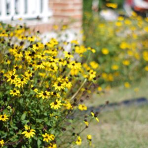 photo Black-Eyed Susans - Taken at the farmhouse on October 10, 2015 by Jennifer Darling