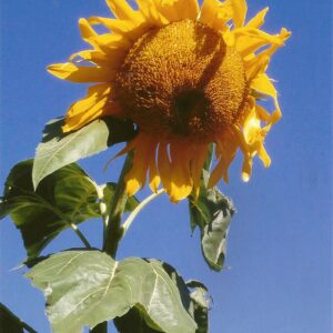 photo Sun Flower Sky - Taken at the Community Garden in July 2015 by Allegra Chappell