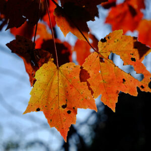 photo Fall Leaves in Sunlight - Taken on the trail around the park on October 22, 2015 by Lonnie Kishiyama