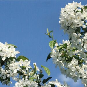 photo The Beauty of Spring - Taken near the parking lot in front of the pavilions on May 4, 2015 by Karen Schoenhaar