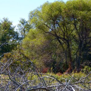 photo Tangled Branches - Taken on October 10, 2015 by Jude Clack