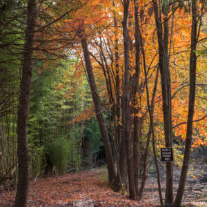 photo Quiet Autumn Pathway - Taken near Bunk''s Pond on October 14,2015 by Patrick Gillespie