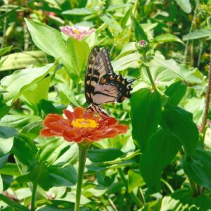 photo Summer Lovin' - Taken at the Apprentice Garden on August 16, 2015 by Michele Amos