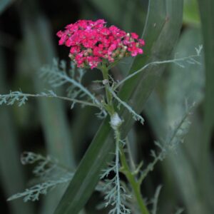 photo Summer Flower - Taken on June 22, 2015 by Martin McCann