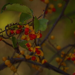 photo Peek-A-Boo - Taken on October 9, 2015 by Monika Barilla