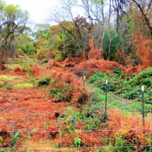 photo Fall Colors - Taken near the trail west of the animal grazing field, after a morning rain on October 25, 2015 by Chuck Kozub