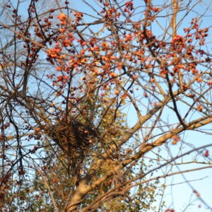 photo Home Tweet Home - Taken of this tree with the birds nest and orange buds on November 21, 2014 by Cindy Myers