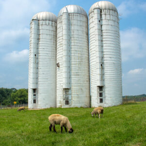 photo Tranquility - Taken in the sheep pasture on January 5, 2015 by Terrill Harris
