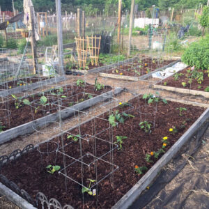 photo Community Garden - Taken on May 27, 2015 by Kimberly Briggs