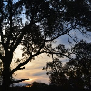 photo Peace at Sunset - Taken in March 2015 by Melinda Myers