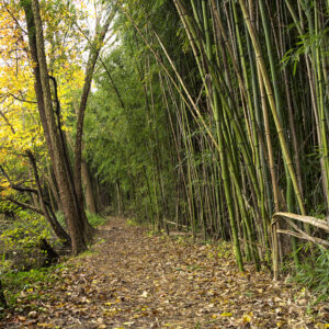 photo Enchanted Forest - Taken at Bunk's Pond on October 28, 2015 by Joey Pobre