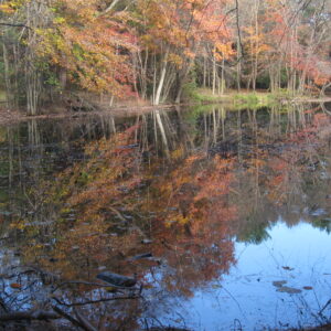 photo Fall Reflections - Taken at Bunk's Pond on October 31, 2015 by Chris Kamenoff