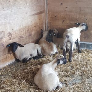 photo Sheep at Rest - Taken on July 24, 2016 in the farm complex by Steve Henderson