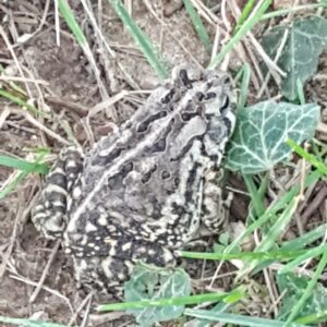 photo Frogger - Taken July 24, 2016 on the perimeter trail by Steve Henderson