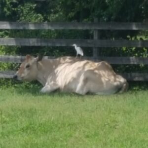photo Bird Resting on Cow - Taken on July 24, 2016 in the farm complex by Steve Henderson