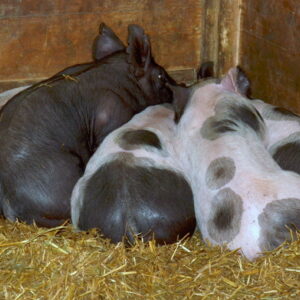 photo Snuggling - Taken in the Sheep & Pig Barn on May 11. 2016 by June Morris