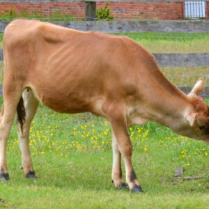 photo Taking Care of Business - Taken in pasture on May 11, 2016 by June Morris