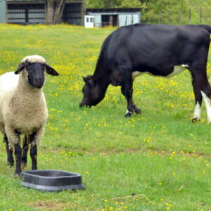 photo Odd Couple - Taken in pasture on May 11, 2016 by June Morris