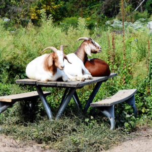 photo Meeting of Elders - Taken at the goat pen on September 13, 2016 by Terry Niec