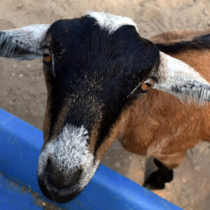 photo Puppy Love - Taken at the goat pen on September 3, 2016 by Terry Niec