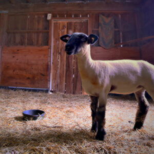 photo Barn Photo Shoot - Taken in the pig/goat/sheep barn on September 28, 2016 by Scott Doty