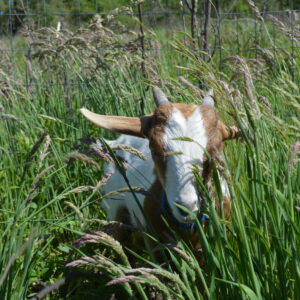 photo Peek-A-Boo - Taken in Summer, 2016 by Melinda Myers
